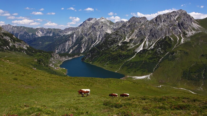 Ausblick mit Bergpanorama und Kühen auf den Tappenkarsee