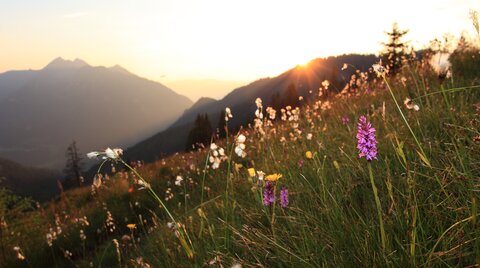 Romantische Blumenwiese beim Sonnenuntergang im Großarltal