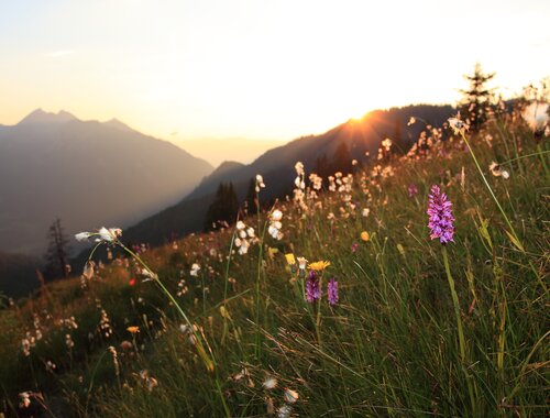 Sonnenuntergang auf der Alm