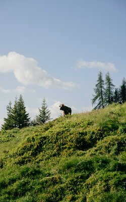 Kuh auf der Alm