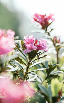 Blumen auf der Wanderung