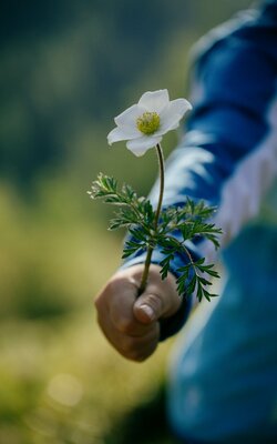 Schöne Blume wird von Kind gehalten