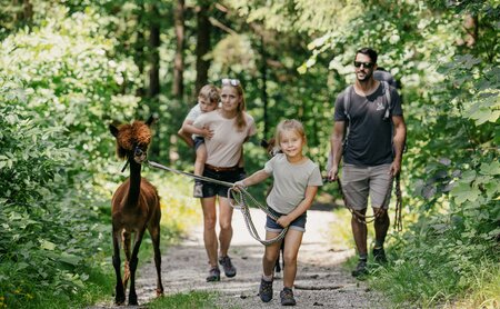 Familie beim Alpakaspaziergang