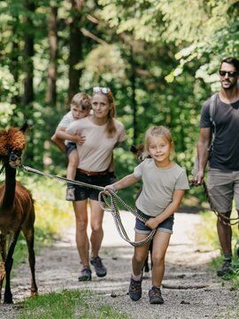 Kind führt Alpaka bei einer Wanderung