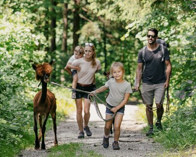 Familie spaziert mit Alpaka an der Leine