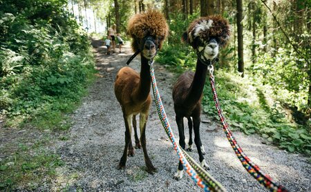 Alpakas im Wald