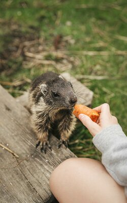 Murmeltier bekommt Karotte