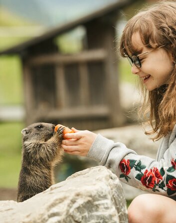 Kind beim Füttern vom Murmeltier