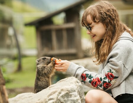 Kind beim Murmeltier füttern