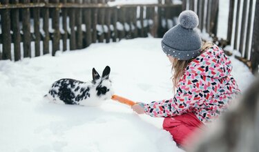 Kind beim Hasen füttern