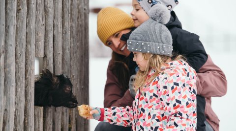 Mädchen füttert Ziege mit Brot